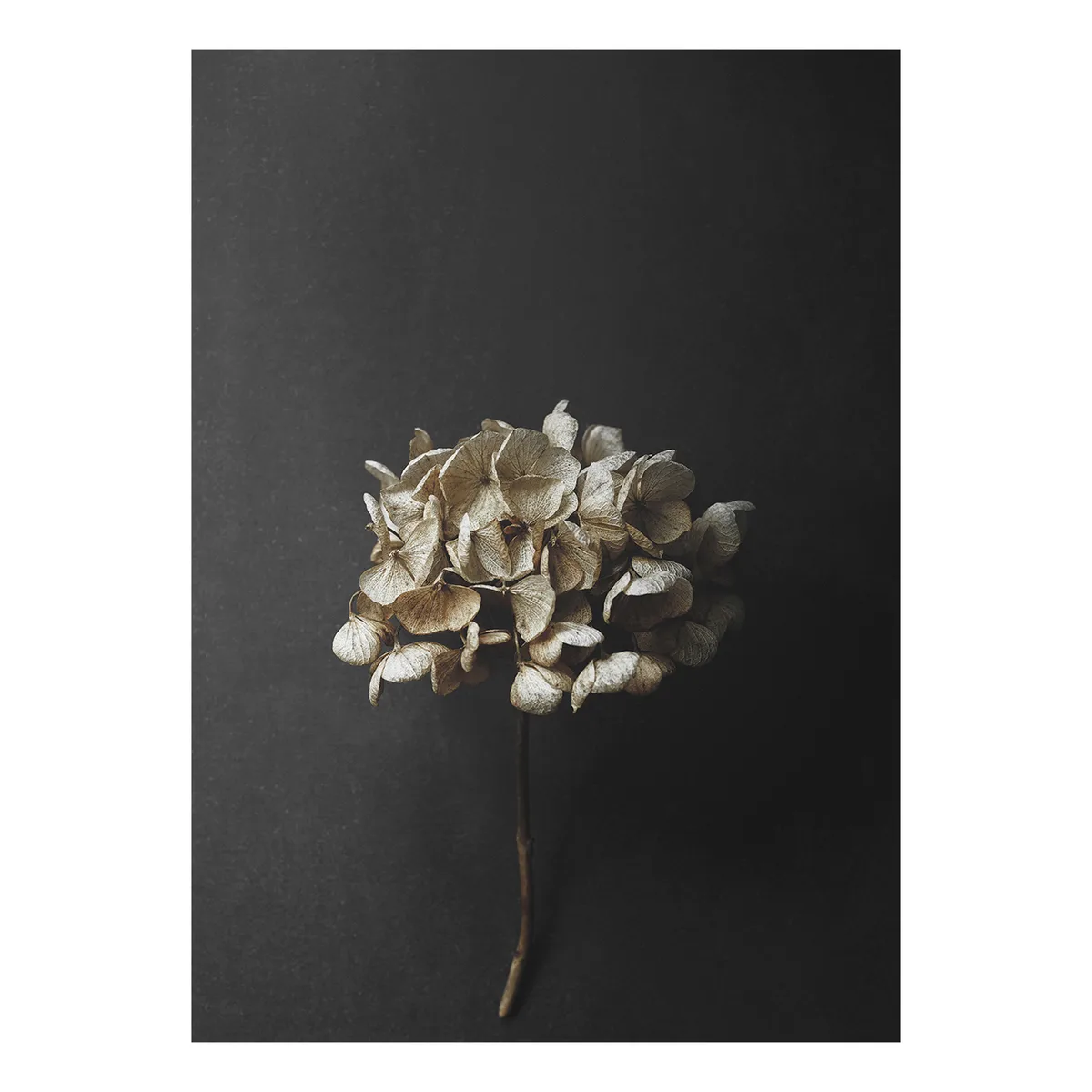 Paper Collective Still Life 04 Hydrangea poster 50x70 cm