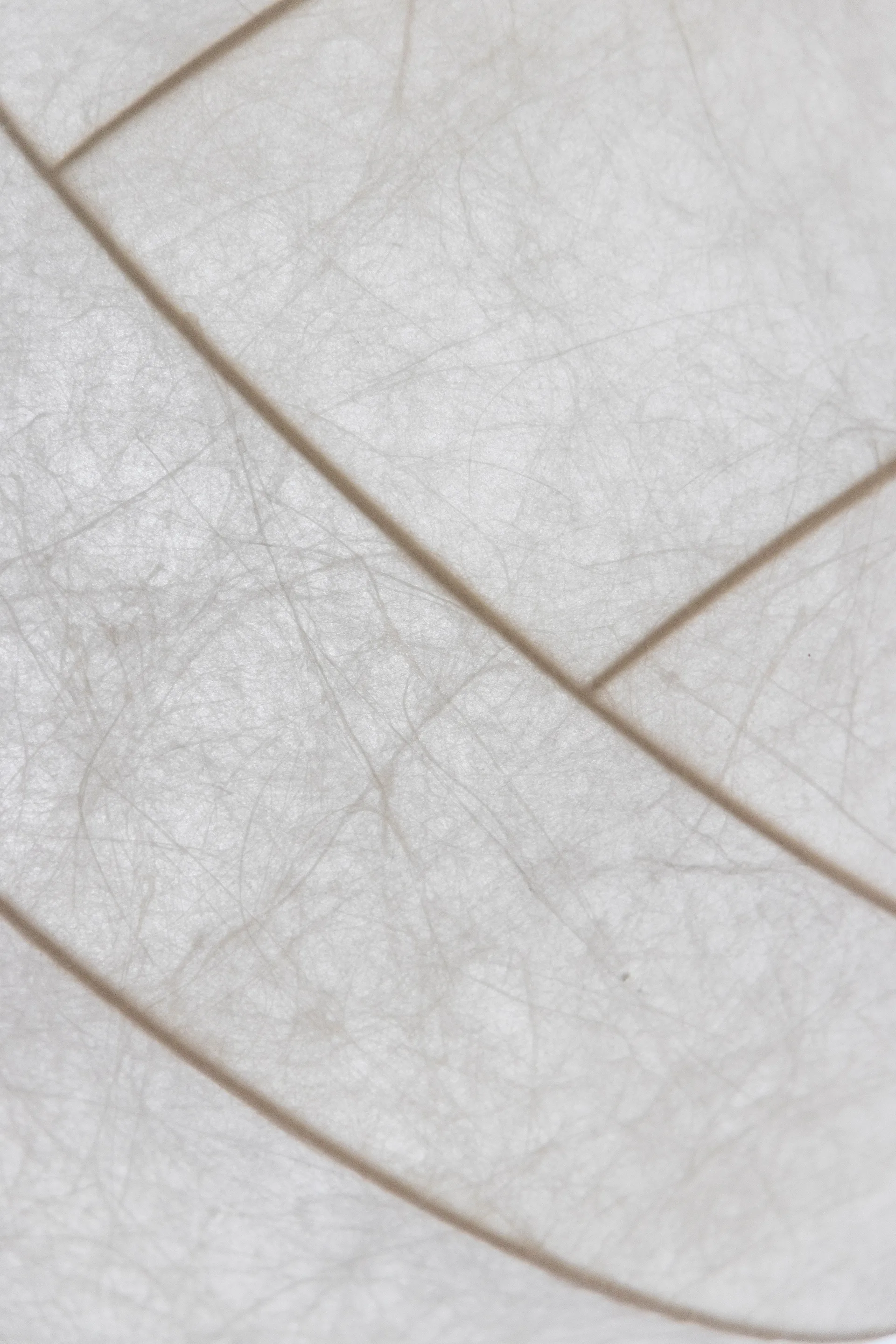 Turner 80 pendel, Vit Pholc