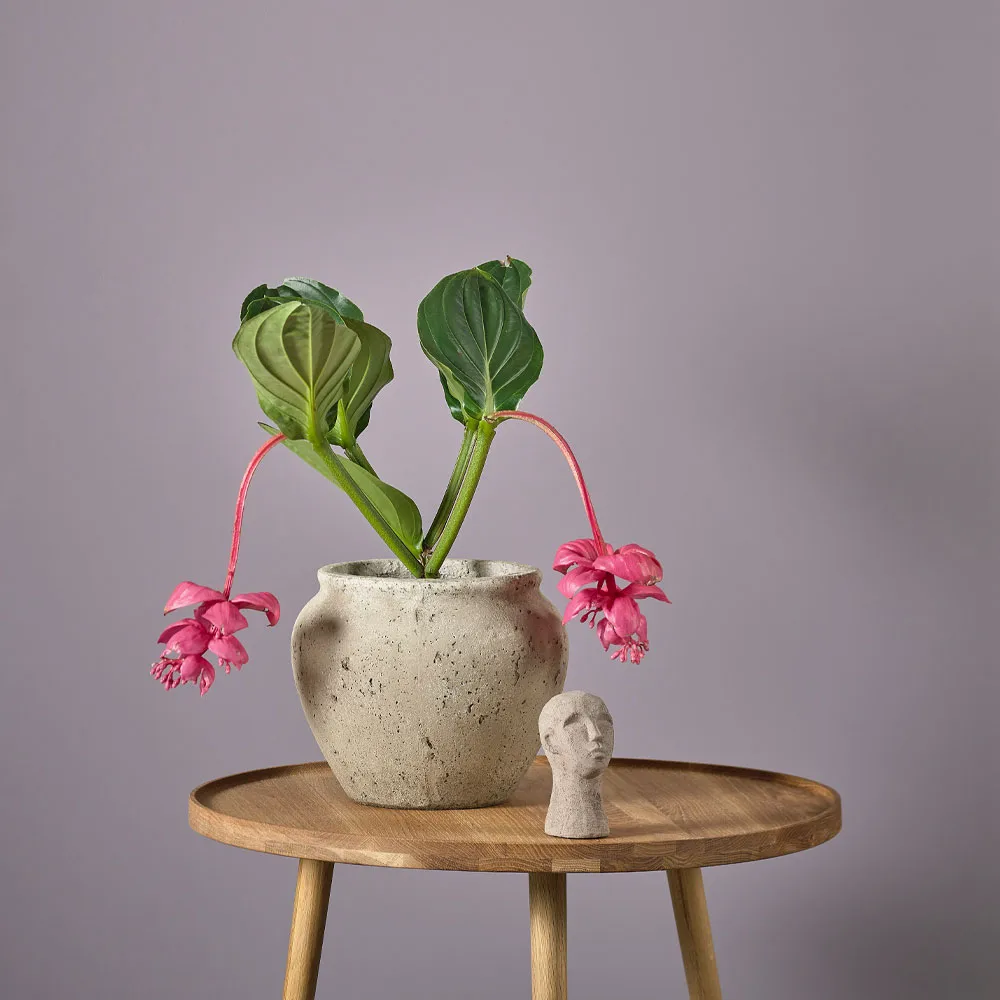 Loev kruka, Grå, medium Ø30.5 cm Villa Collection