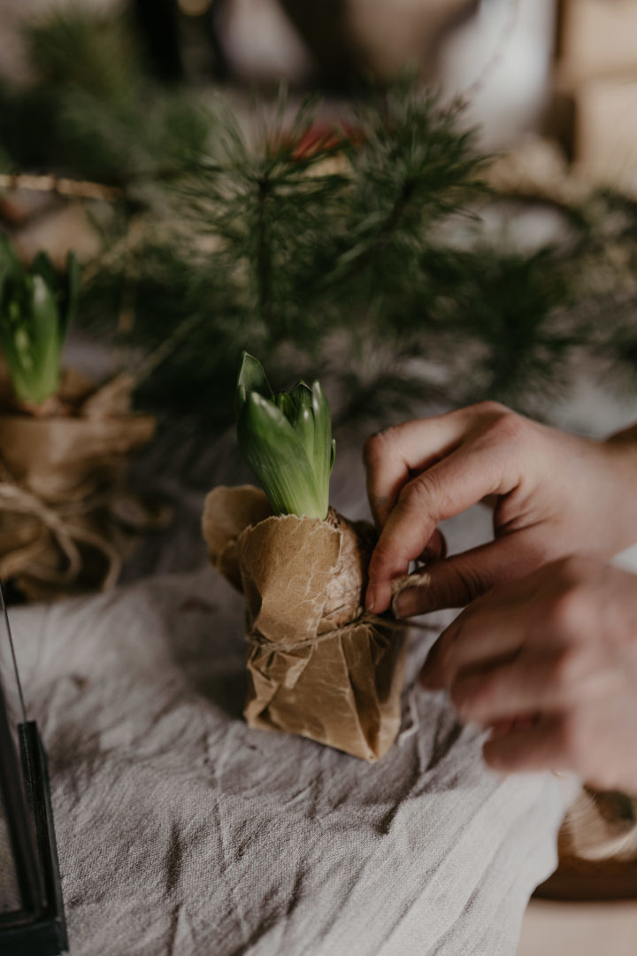 Knyt vaxat brunt papper runt juliga hyacinter - det blir ett perfekt enkelt DIY julpyssel för vuxna och barn. Foto: Johanna Berglund @snickargladjen