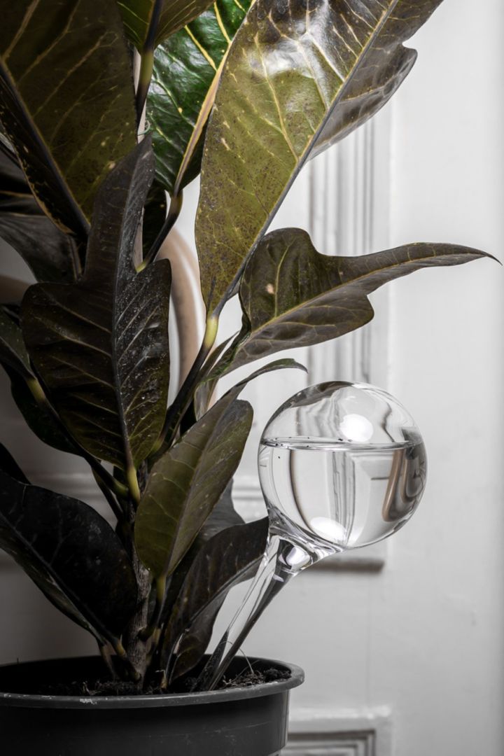 Självbevattnare glaskula från Muurla är ett praktiskt tips på smarta saker till hemmet och kommer förenkla din vardag på nolltid.
