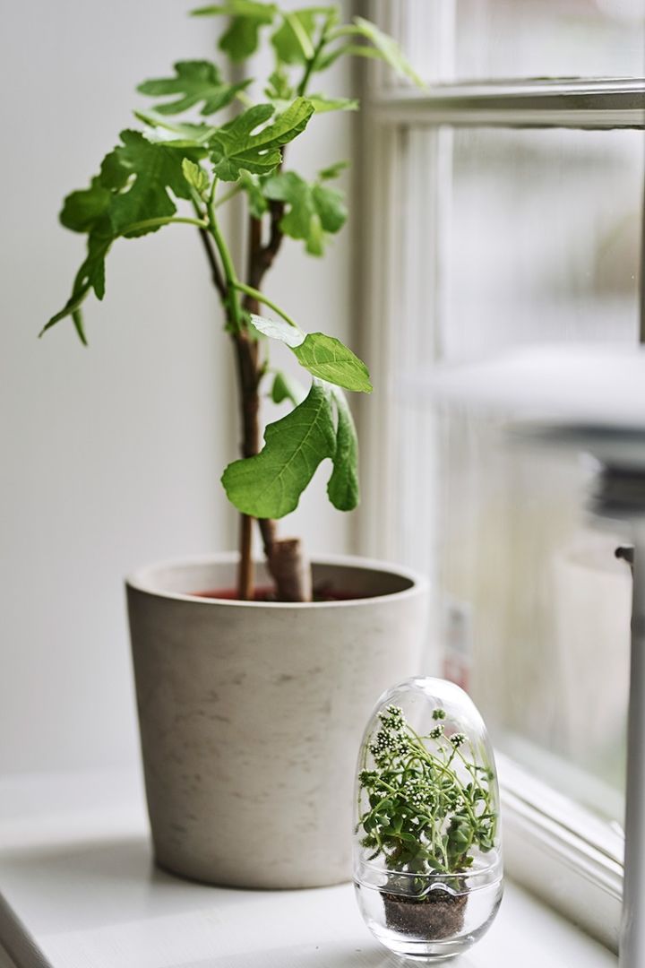 Grow odlingskupa från Design House Stockholm och fikonträd i betongkruka, förskönar fönsterbrädan i en matplats inredd i skandinavisk stil. 
