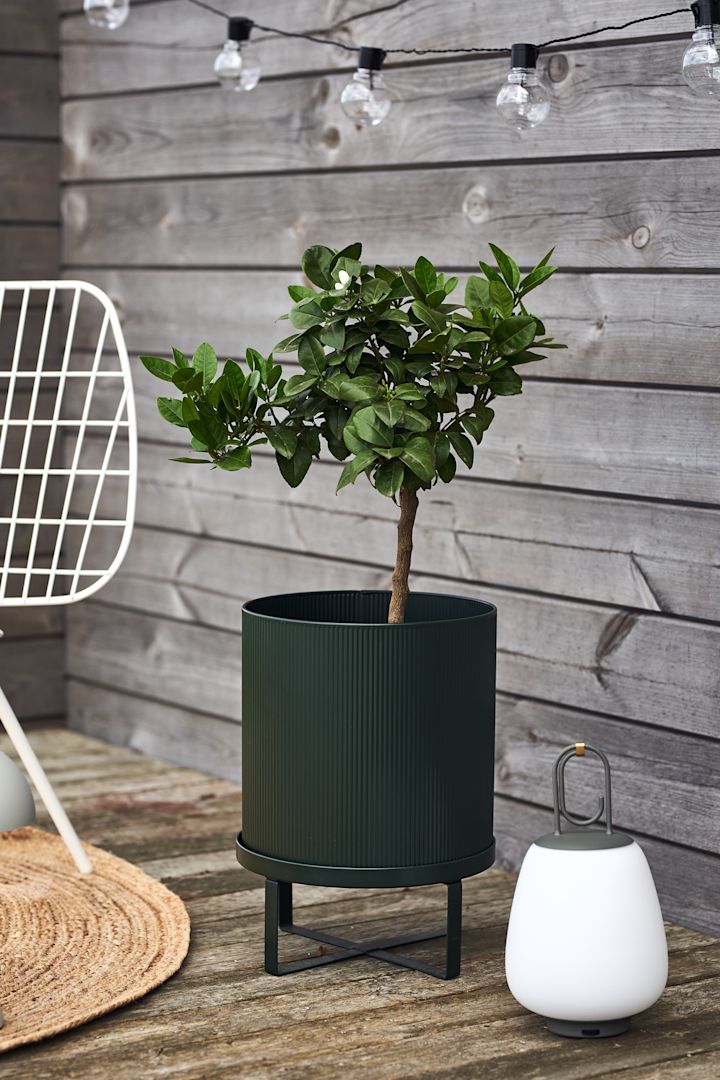 Skapa en mysig uteplats genom att inreda den med växter och grönska. Här ser du en ferm LIVING snygga utekruka Bau med ett fint olivträd.