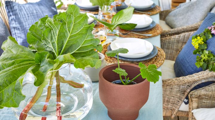 Rabarber och kryddväxter blir vackra alternativ till traditionella midsommarblommor