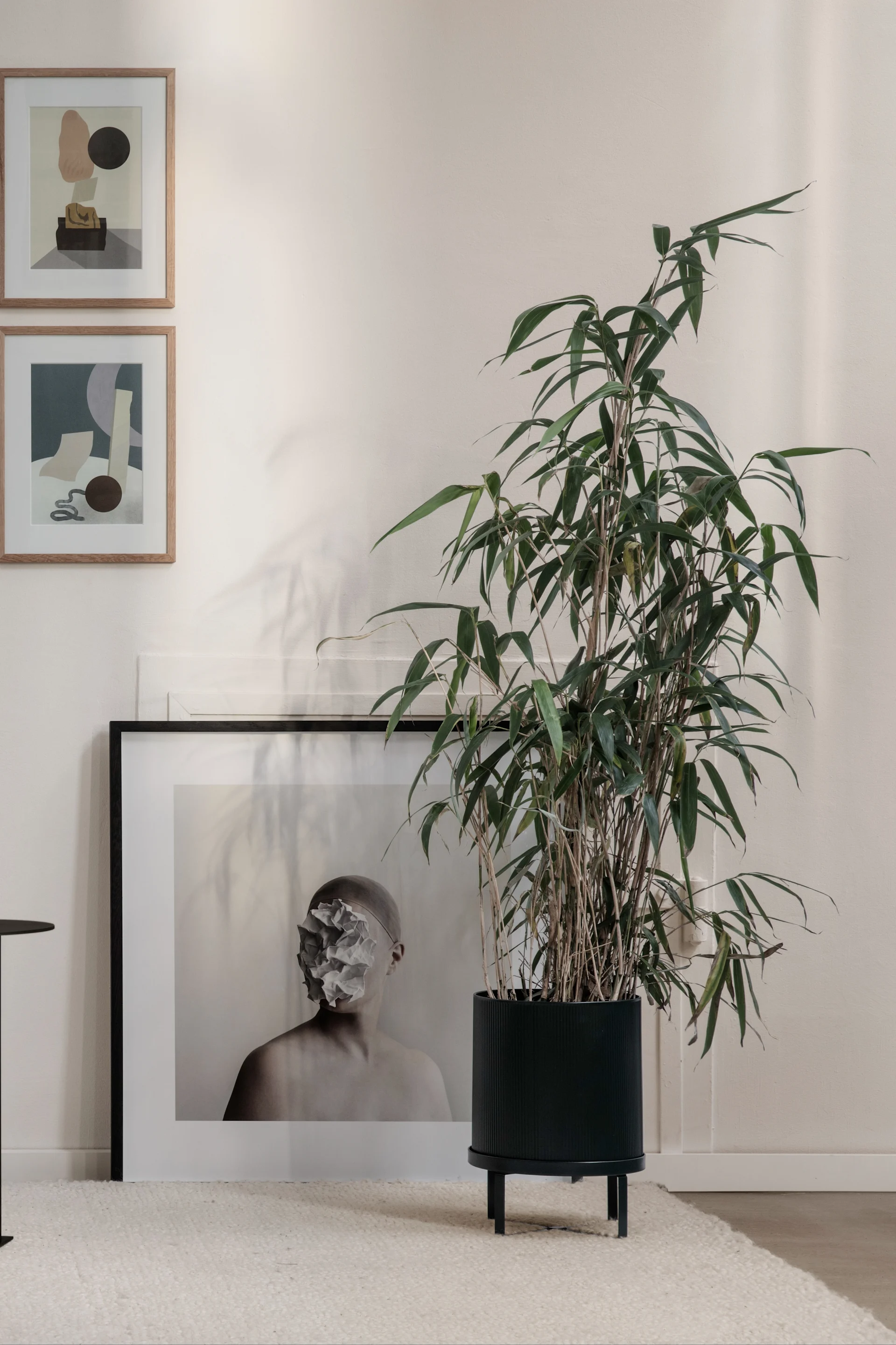 En hög grön växt i en svart ribbad kruka på ben, bredvid ett stort inramat tryck av en person med ett skrynkligt pappersansikte, och två abstrakta väggtryck.