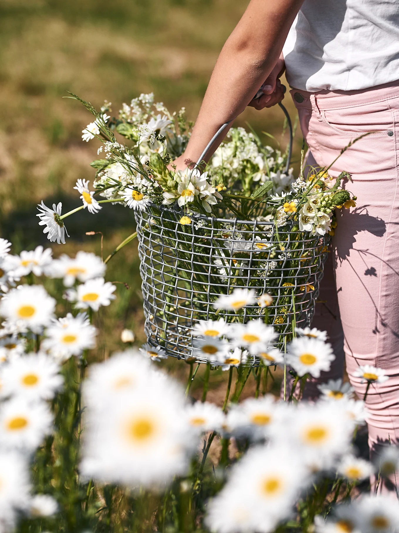 Närbild av en person i rosa byxor som håller en trådkorg fylld med vita och gula vildblommor på en äng med prästkragar.