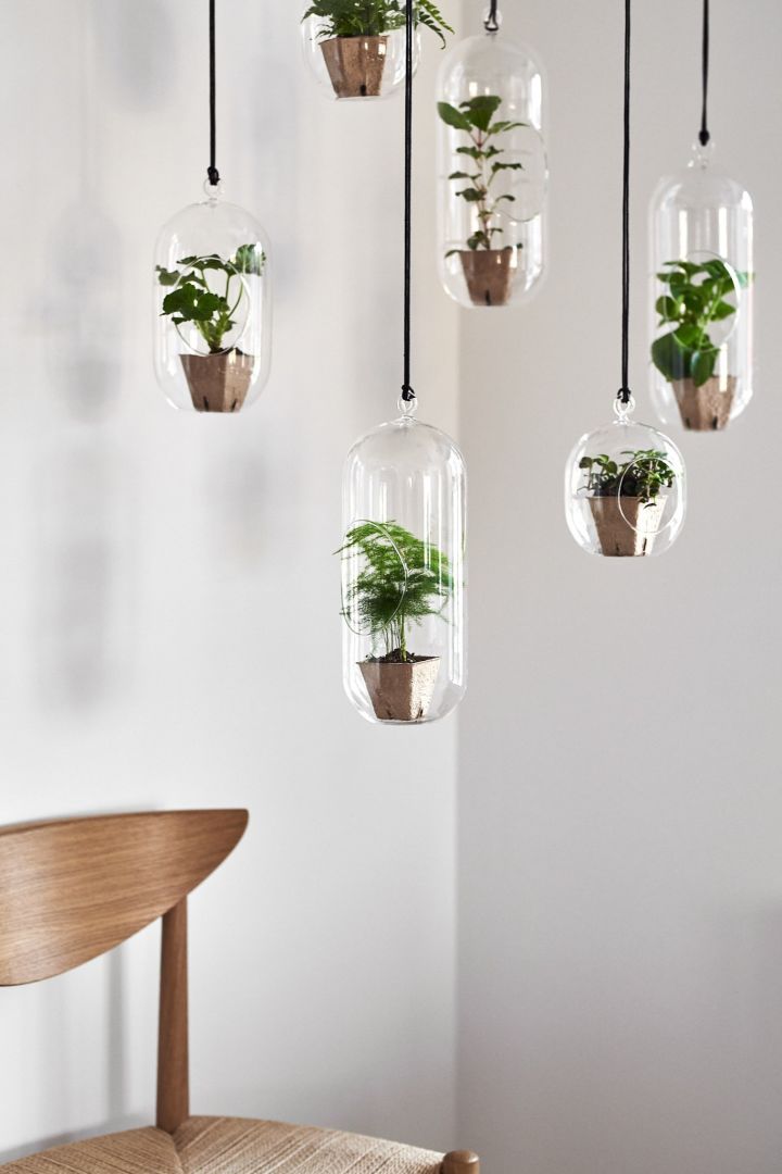 Växtinstallation i hemmet med hängande glasamplar fyllda med gröna växter.