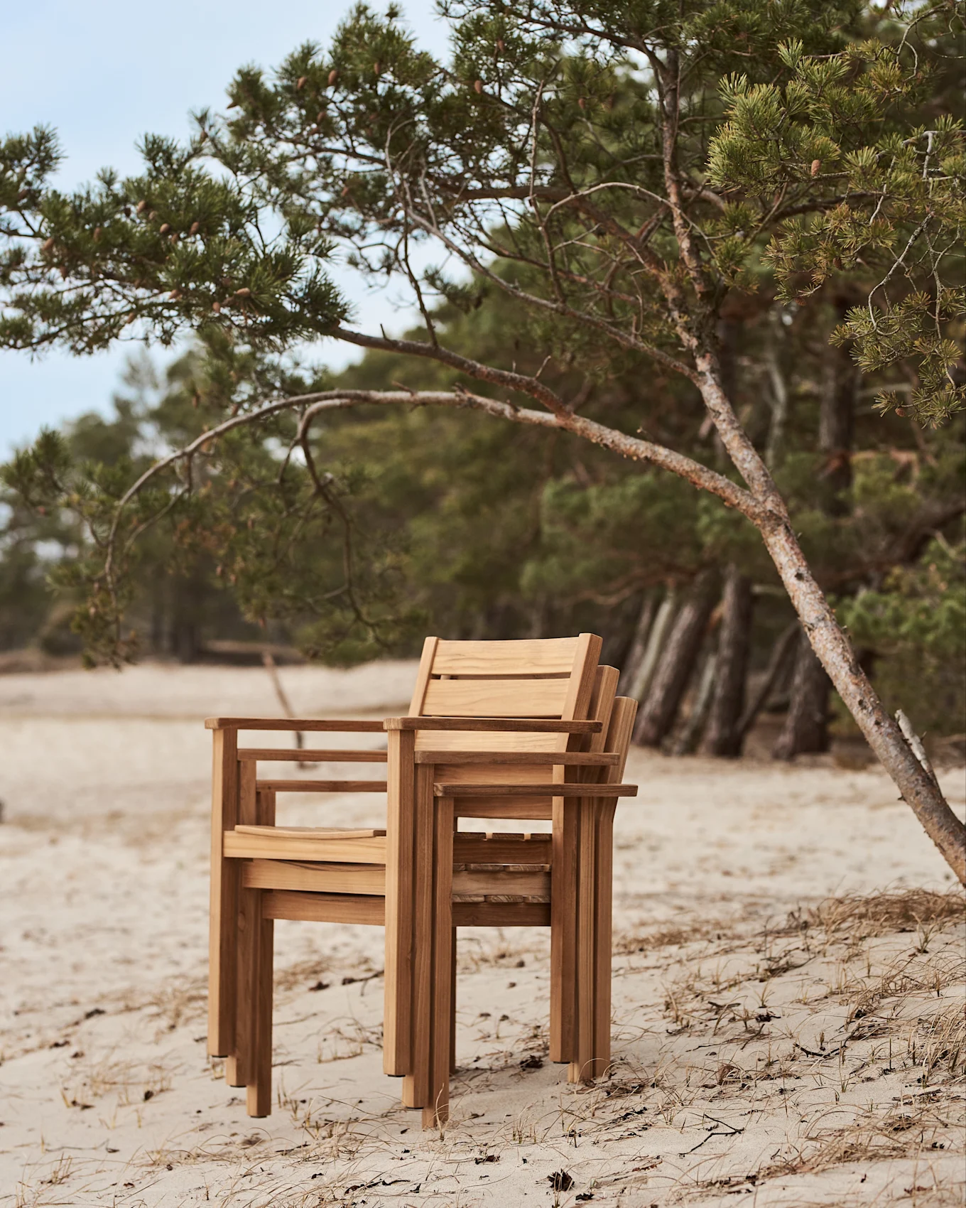 Staplade trästolar på en sandstrand bredvid en tall.