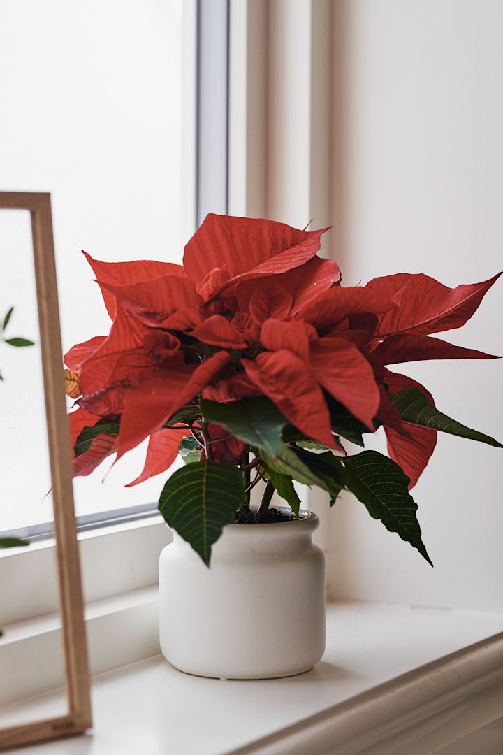 En röd julstjärna sprider julstämning i fönstret där den står i en vit kruka från DBKD. 
