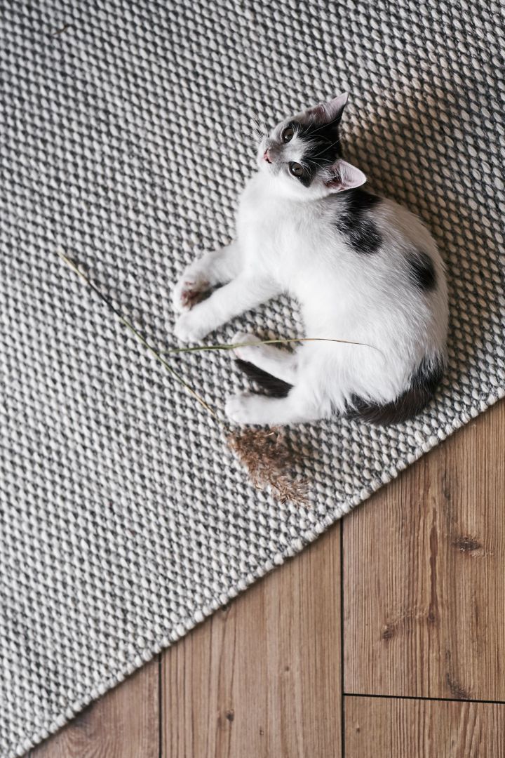 Kattunge som vilar på grå ullmatta från Nordic Nest. 