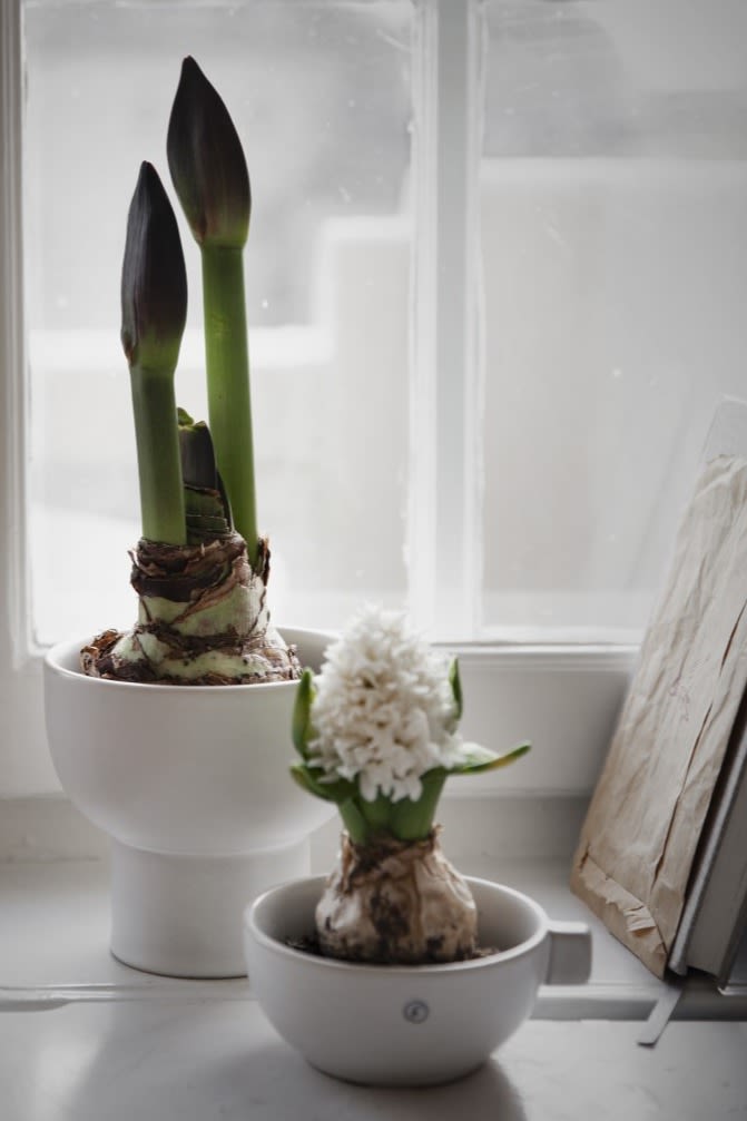 Vita skålar med hyacinter ifrån varumärket ERNST. 