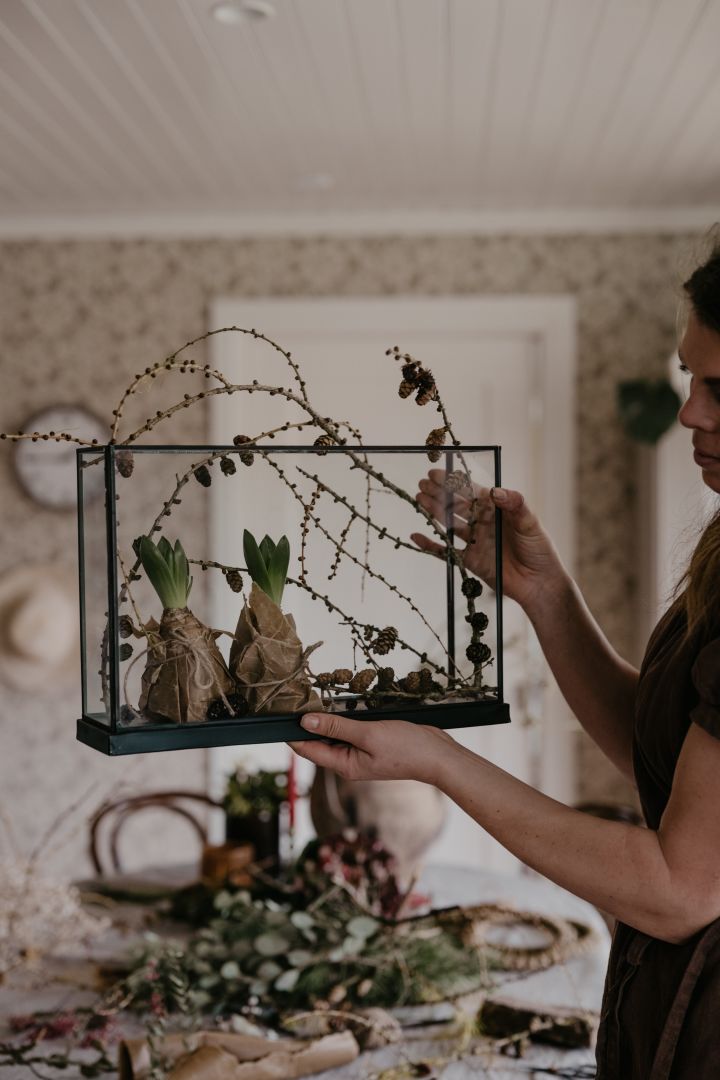 Dekorera Advent visningsbox från House Doctor med hyacint, det blir ett perfekt enkelt DIY julpyssel för vuxna och barn. Foto: Johanna Berglund @snickargladjen