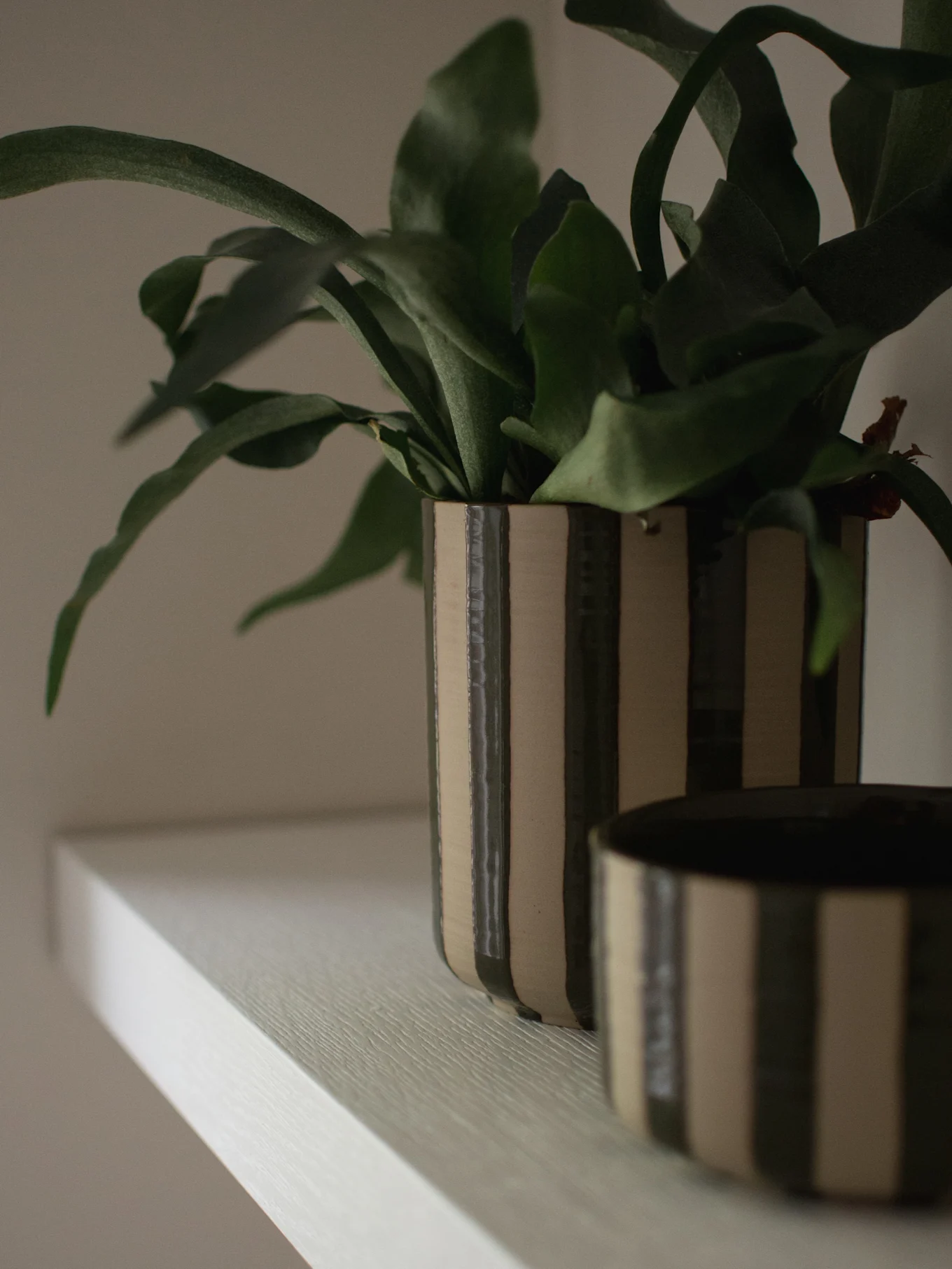 En krukväxt med gröna blad i en hög, randig mörkgrön och beige kruka på en ljus hylla, med en matchande skål delvis synlig.