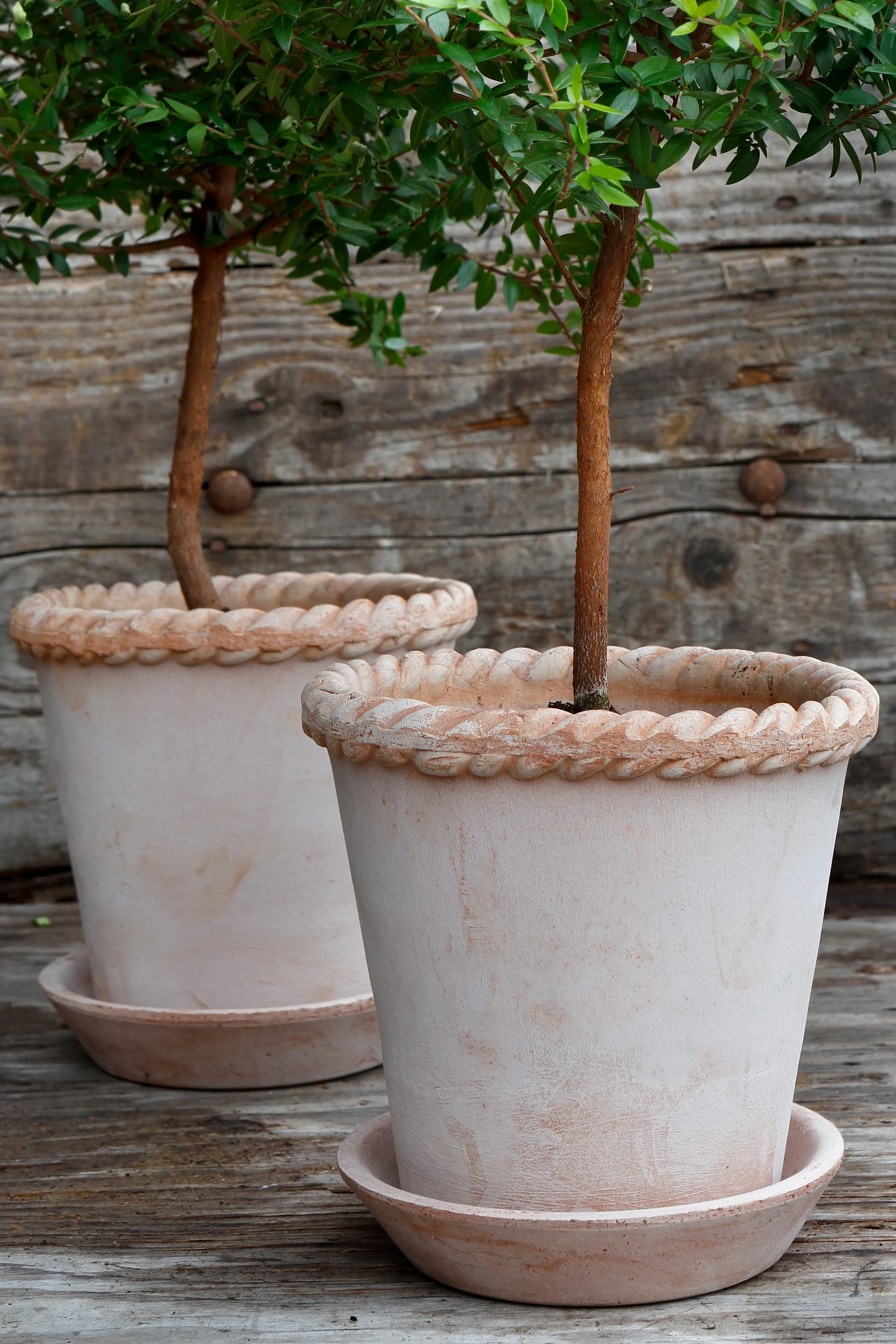 Två stora krukor i terrakotta från Bergs Potter, Emilia kruka i ljus terrakotta har en stilren design med slät struktur och flätad kant upptill. Här planterad med stort grönskande träd.