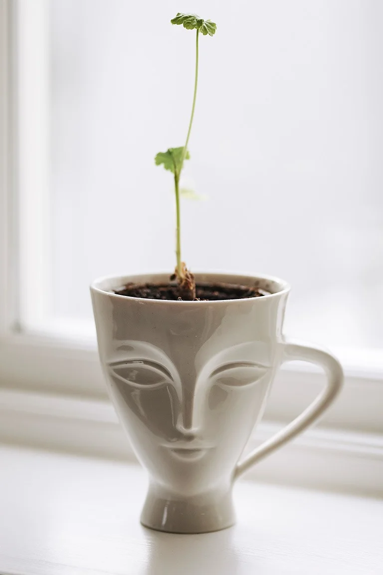 Jonathan Adlers kanna Giuliette passar även utmärkt som hem till litet frö i en matplats inredd i skandinavisk stil.