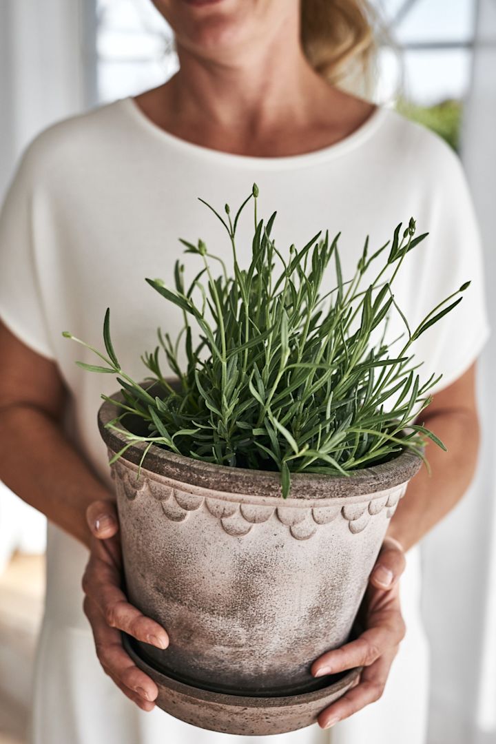 Köpenhamn kruka i grå terrakotta från Bergs Potter, här med väldoftande lavendel i.